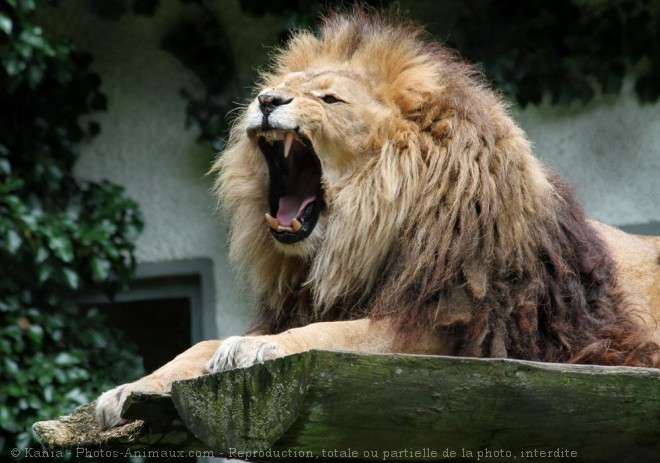 Photo de Lion