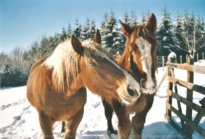 Photo de Races diffrentes