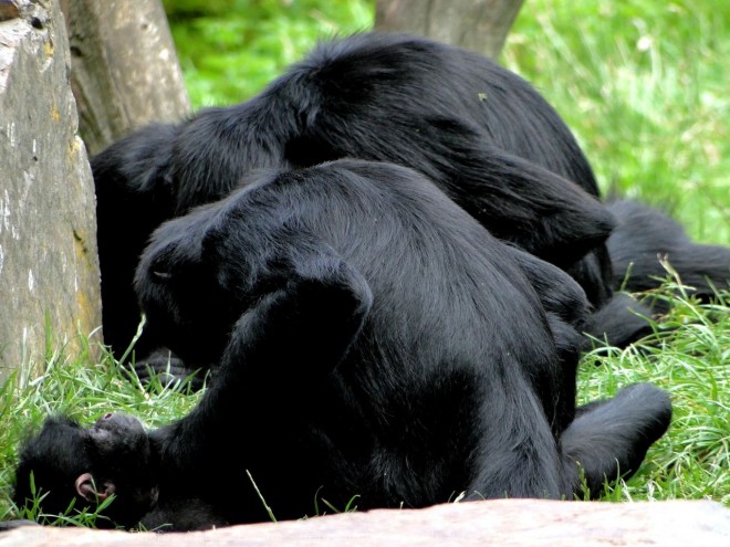 Photo de Singe - tle  tte noire