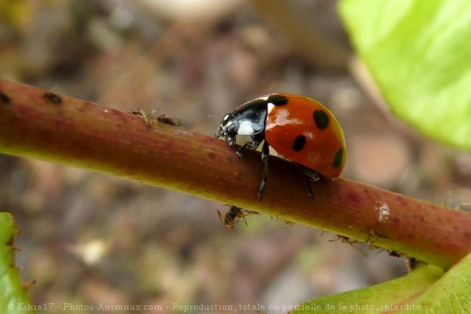 Photo de Coccinelle