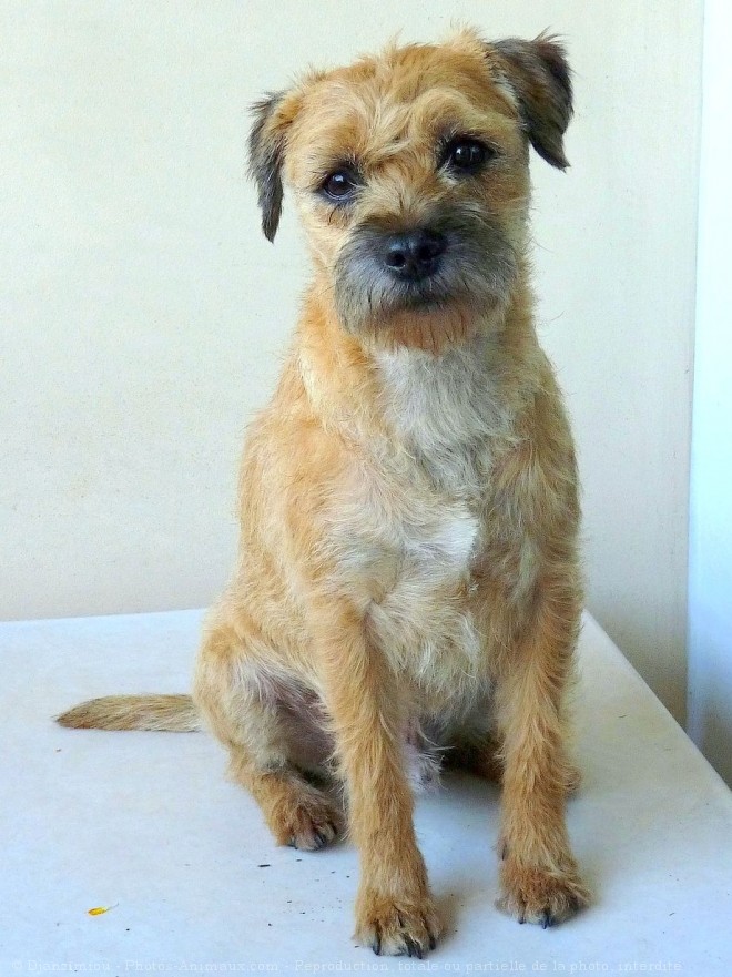 Photo de Border terrier