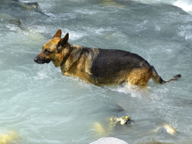 Photo de Berger allemand  poil court