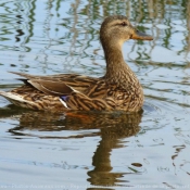 Photo de Canard colvert