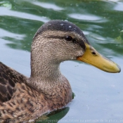 Photo de Canard colvert