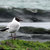 Photo de Mouette