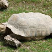 Photo de Tortue