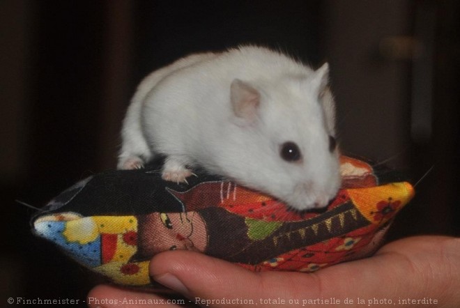 Photo de Hamster