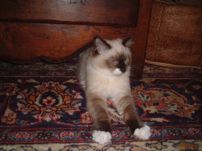 Photo de Ragdoll