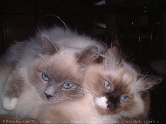 Photo de Ragdoll