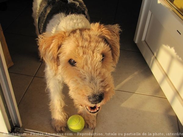 Photo de Fox terrier  poil dur