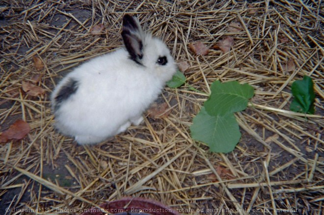 Photo de Lapin