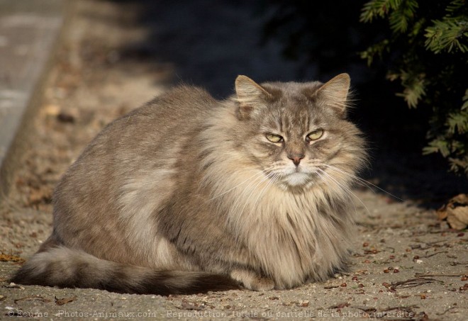 Photo de Chat domestique