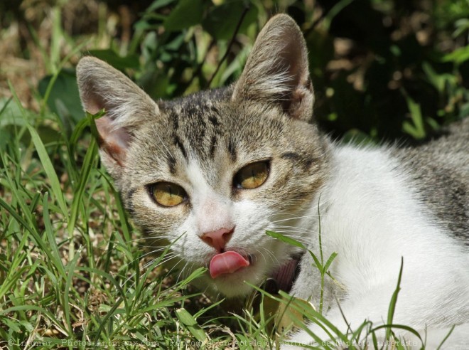 Photo de Chat domestique