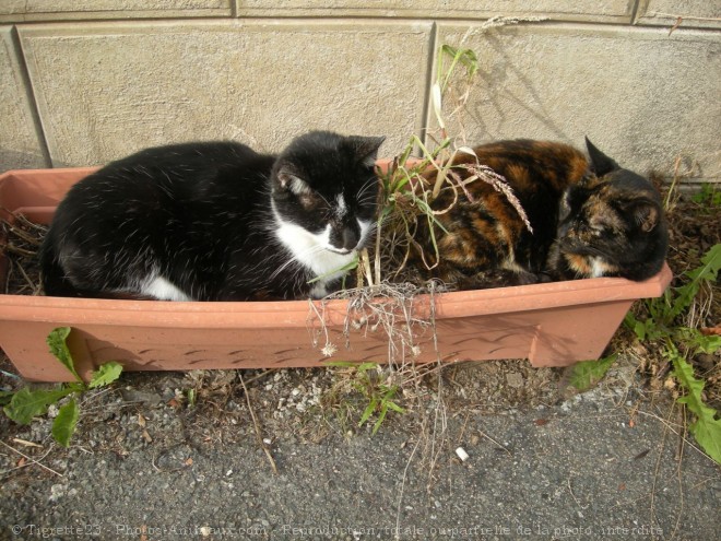 Photo de Chat domestique