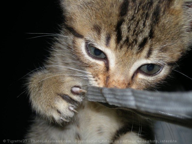 Photo de Chat domestique