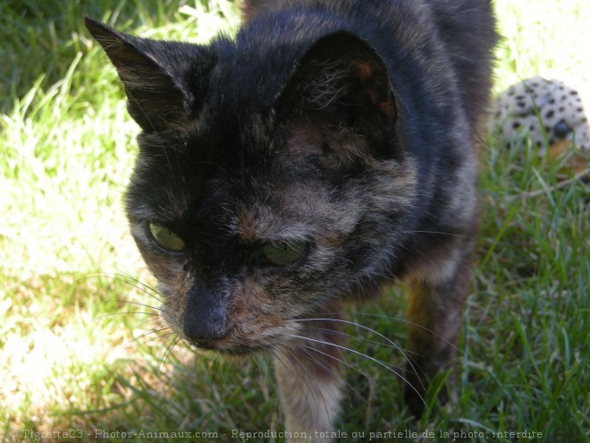 Photo de Chat domestique