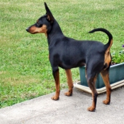 Photo de Pinscher nain