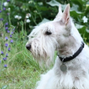 Photo de Scottish terrier