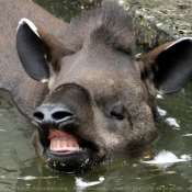 Photo de Tapir