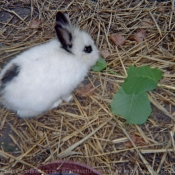 Photo de Lapin