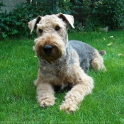 Photo d'Airedale terrier