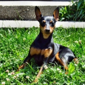 Photo de Pinscher nain