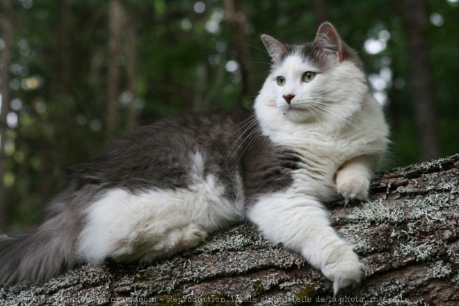 Photo de Chat domestique