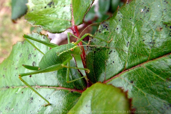 Photo de Sauterelle