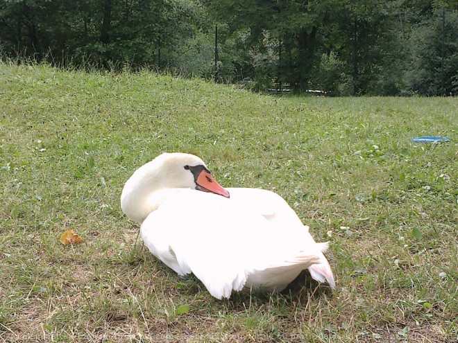 Photo de Cygne