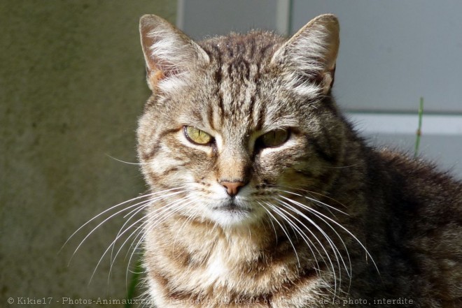 Photo de Chat domestique