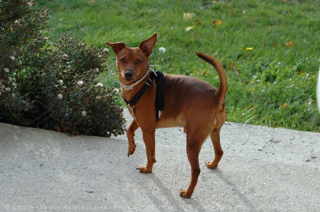 Photo de Pinscher nain