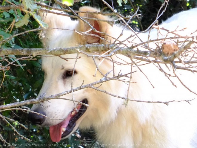 Photo de Berger blanc suisse