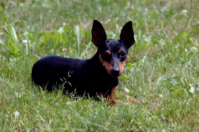 Photo de Pinscher nain