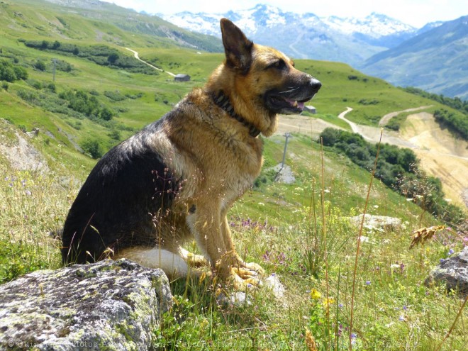 Photo de Berger allemand  poil court