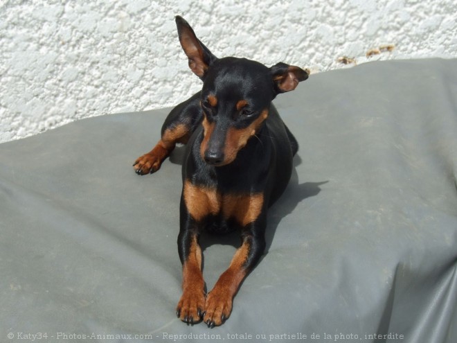 Photo de Pinscher nain