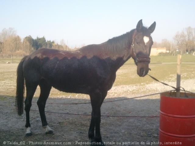 Photo de Trotteur franais