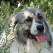 Photo de Chien de montagne des pyrnes