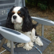 Photo de Cavalier king charles spaniel