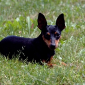 Photo de Pinscher nain