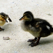 Photo de Canard colvert