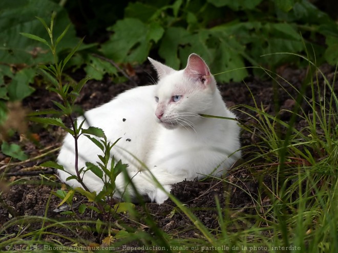 Photo de Chat domestique