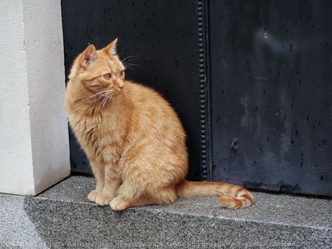 Photo de Chat domestique