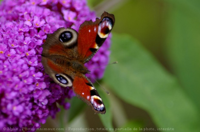 Photo de Papillon - paon du jour