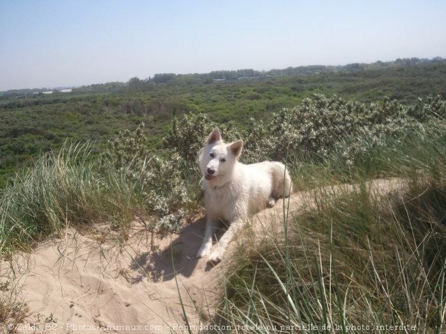 Photo de Berger blanc suisse