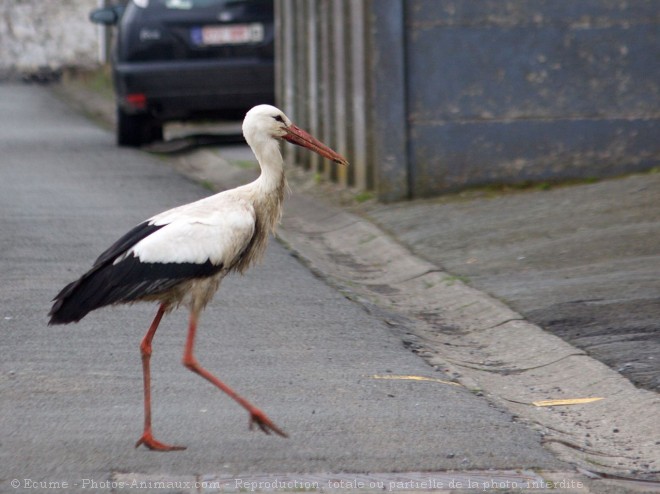 Photo de Cigogne