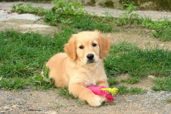 Photo de Golden retriever