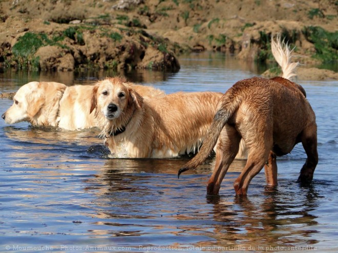 Photo de Races diffrentes