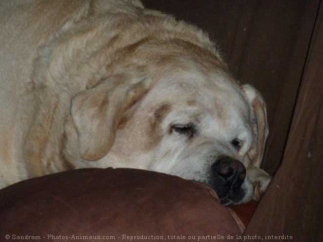 Photo de Labrador retriever