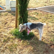 Photo de Fox terrier  poil dur