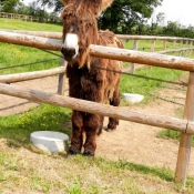 Photo d'Ane - baudet du poitou